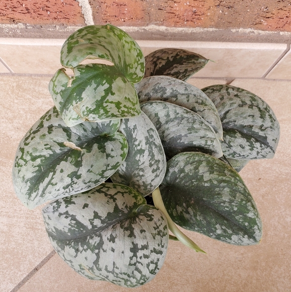 Other - SOLD 🌱Scindapsus Pictus Exotica 3.5" pot